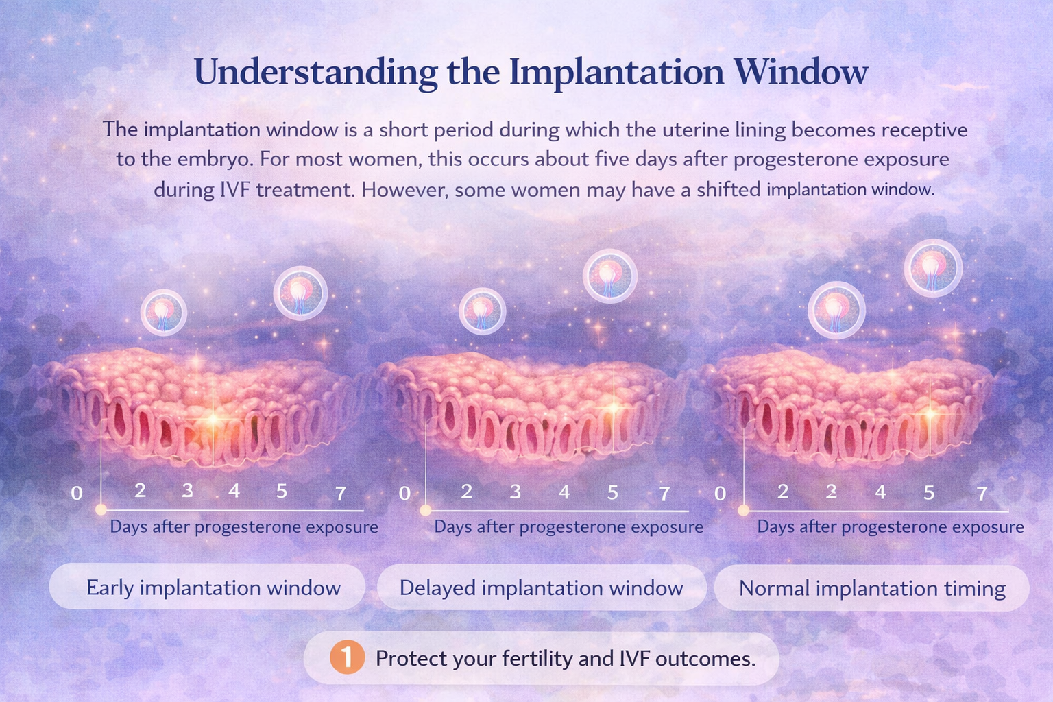 Embryo development stages